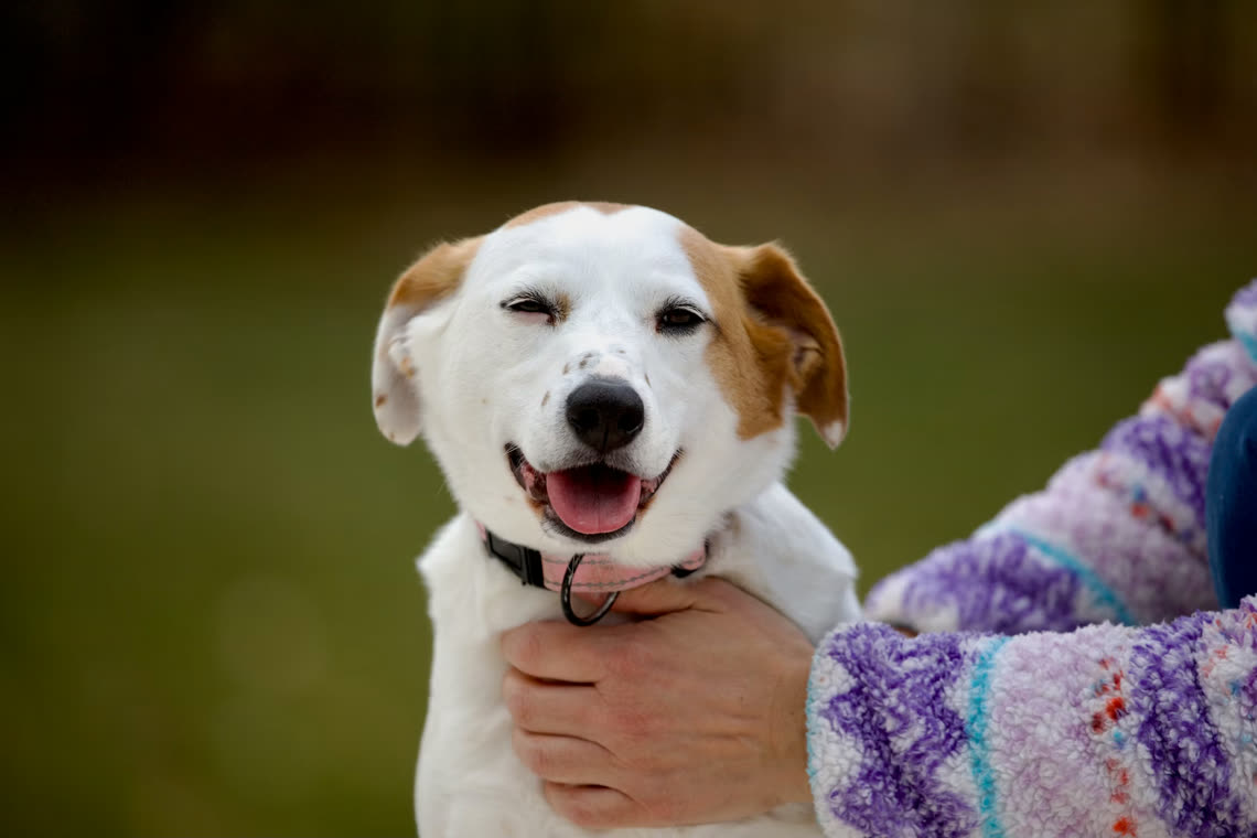GladPet — an online resource for rehoming (adopting) and helping homeless animals